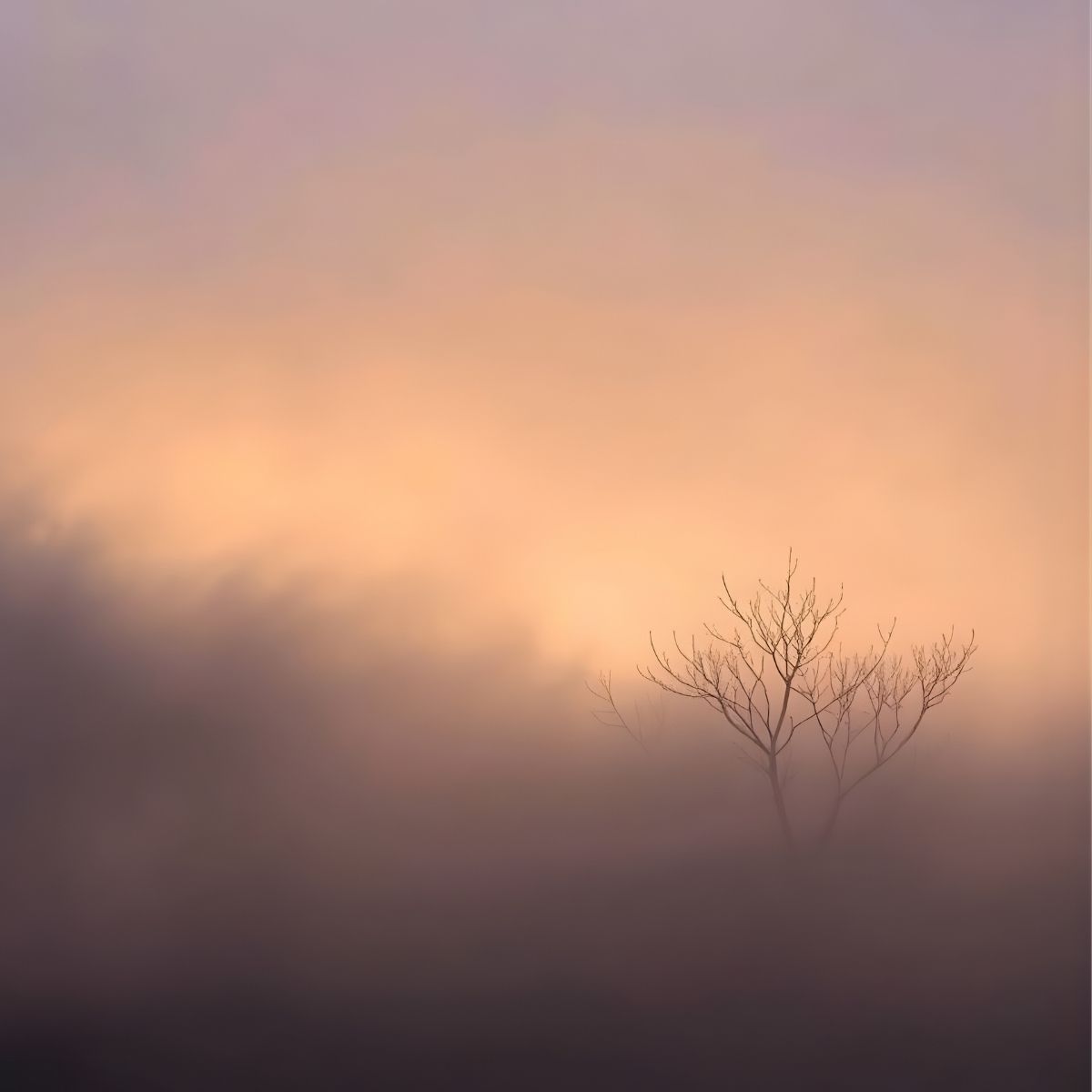 foggy scene